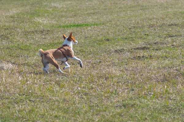 Basenji Robi Kolei Podczas Galopując Polach Wiosną Pies Odzyskany Lewej — Zdjęcie stockowe