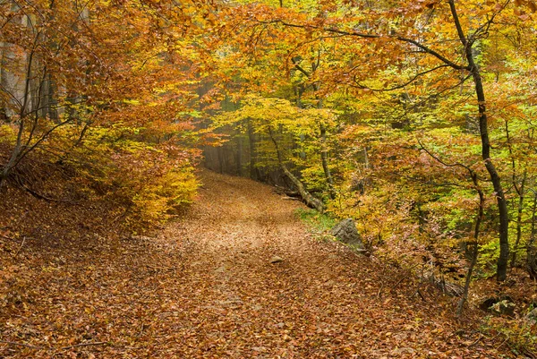 Dziki Las Krymskich Górach Jesienią — Zdjęcie stockowe