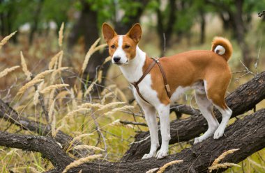 Basenji dog - troop leader on the tree branch looking into the distance  clipart