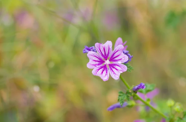 Bela Flor Selvagem Contra Fundo Verão Multicolor — Fotografia de Stock