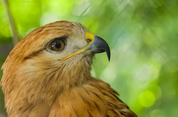 Ritratto Ravvicinato Della Poiana Gambe Lunghe Buteo Rufinus — Foto Stock