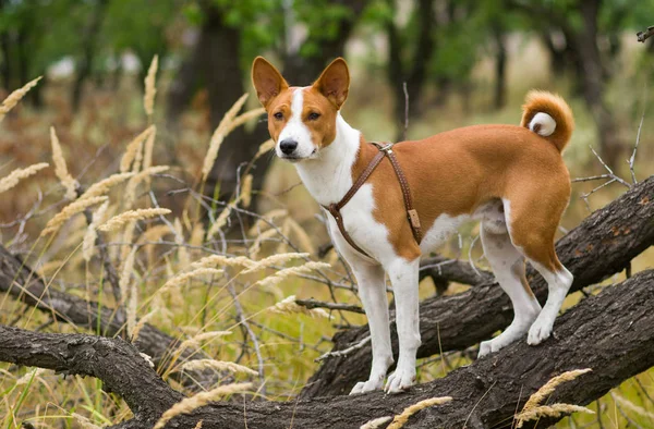 Cão Basenji Líder Grupo Galho Árvore Olhando Para Distância — Fotografia de Stock