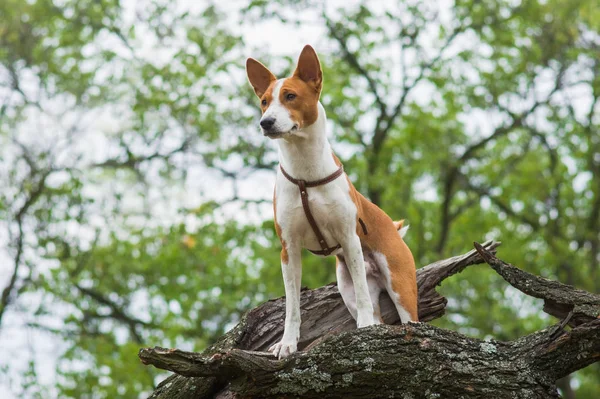 Schattige Basenji Hond Troep Leider Boomtak Zoek Naar Afstand — Stockfoto