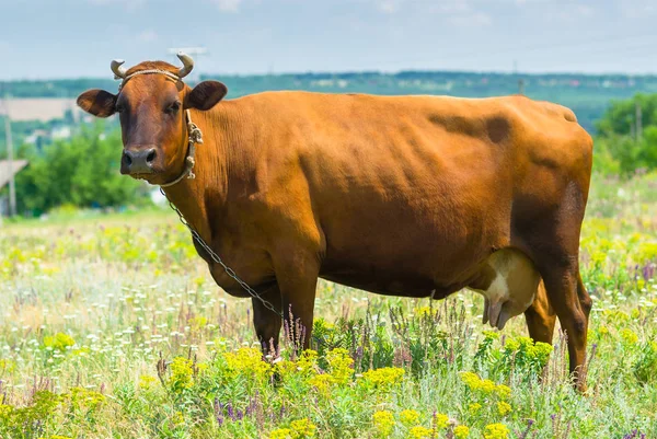 Mignonne Vache Ukrainienne Sur Pâturage Été — Photo