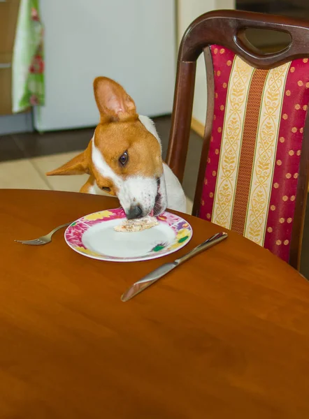 Dog Steeling Food Home Work Bad Mannered Pets — Stock Photo, Image