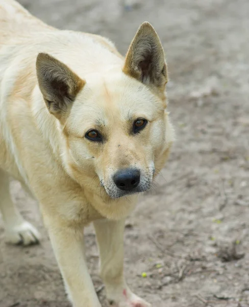 Portrait of cute street dog warning stranger about don\'t cross the line.