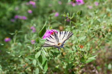 Eski Dünya Kırlangıç Kuyruğu (Papilio machaon) kelebeği bir bahar Kırım çiçeği üzerinde nektar toplama