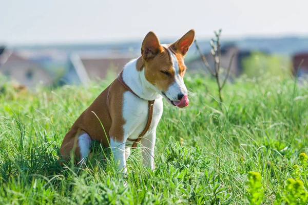 Incontra Basenji Cane Più Ordinato Che Lecca Costantemente — Foto Stock