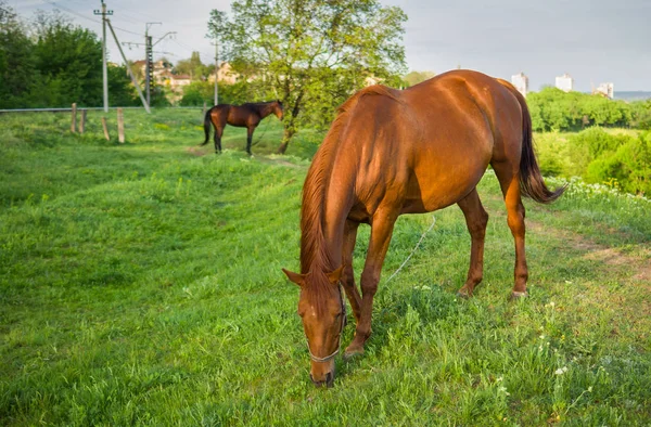 Horses grazing on a spring pasture at evening time.