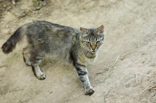European shorthair cat is in hunting stage.