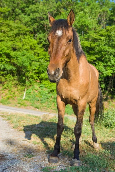 Retrato Corpo Inteiro Cavalo Crimeia — Fotografia de Stock
