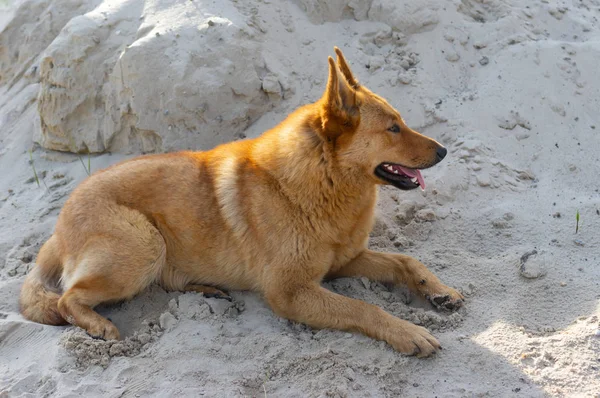 砂の山に横たわっているかわいい羊の犬 — ストック写真