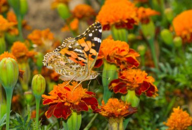 Boyalı Lady (Vanessa cardui) bir Fransız kadife çiçeği kelebek.