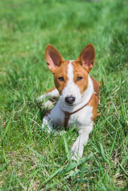 Basenji köpek yavrusu (5,5 aylık) güneşli bir günde bir çim üzerinde dinlenme olan.