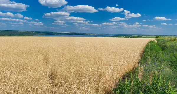 Sommerlandschaft Mit Weizenfeld Und Ukrainischem Fluss Dnepr — Stockfoto