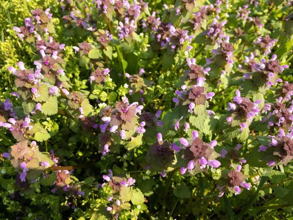 Fondo Campo Primavera Con Vista Superior Planta Lamium Purpureum — Foto de Stock