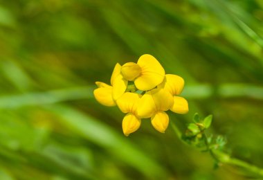 Yaz otlarında vahşi güzellik