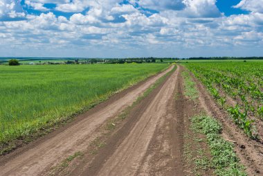 Ukrayna'da mısır ve buğday tarlaları arasında ülke yol.
