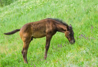 Bir bahar otlak üzerinde sevimli tay.
