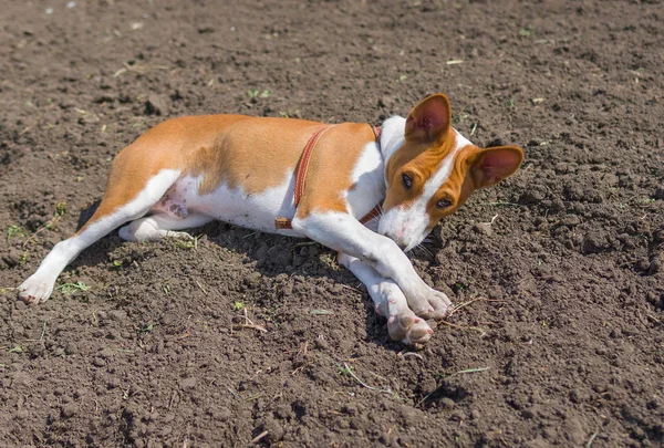 Criança Africano Basenji Está Aquecendo Deitado Solo Sob Primeiro Sol — Fotografia de Stock