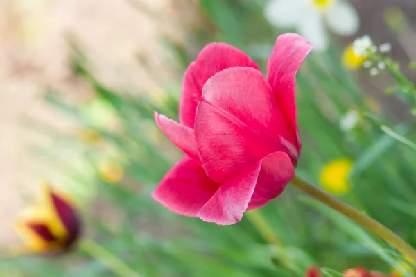 Tulipan Różowy Szczegół — Zdjęcie stockowe