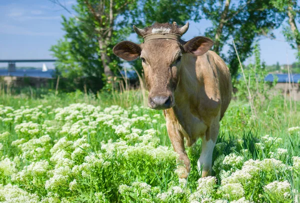Portrait Jeune Vache Dans Pâturage Printanier — Photo