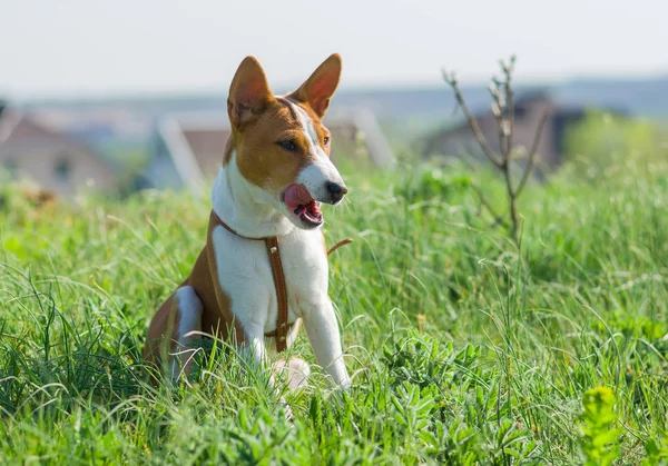 Meet Basenji Самая Аккуратная Собака Которая Любит Лизать Себя — стоковое фото