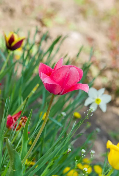 Różowy Tulipan Wiosennym Ogrodzie — Zdjęcie stockowe