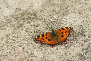 Görsel renk taklit - Küçük Kaplumbağa kabuğu kelebek yerde oturan kendini gizlemek için çalışıyor.