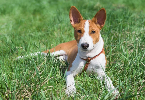 Pequeno Cachorro Basenji Meses Idade Descansando Uma Grama Dia Ensolarado — Fotografia de Stock