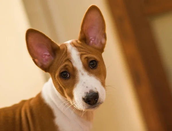 Indoor Portret Van Basenji Puppy Maand Oud — Stockfoto