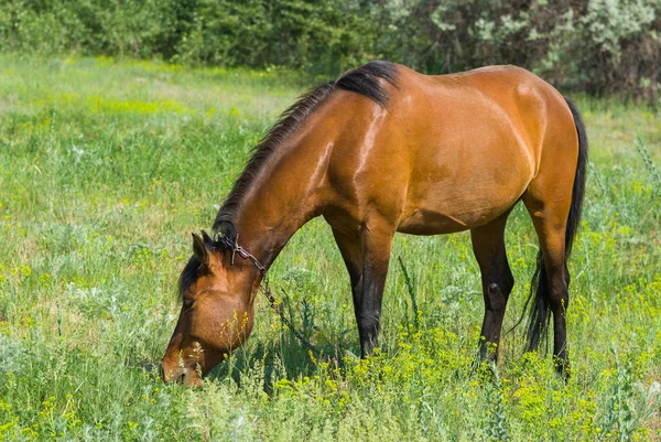 Каштановый Конь Кобыла Пасется Весеннем Пастбище — стоковое фото