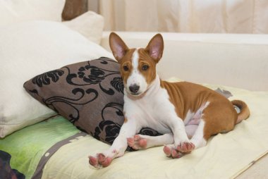Küçük Basenji köpek yavrusu kısa siesta sonra kendini germe.