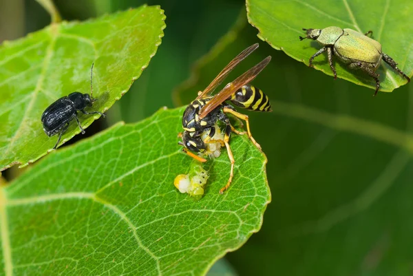 Roofdier Maaltijd Gezelschap Van Getuigen Big Wasp Eten Caterpillar Delicatessen — Stockfoto