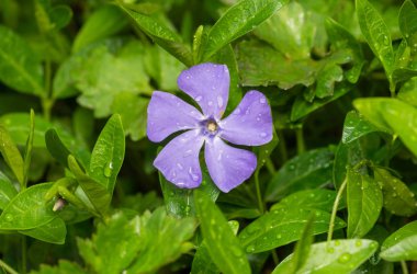 Bahar bahçesinde su damlaları ile kaplı güzel vinca çiçek