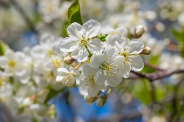 Güneşli bir günde bahar bahçesinde organik çiçek kiraz Dalı