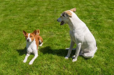 Beyaz melez büyük köpek taze bir çimenlikte dinlenirken küçük bir Basenji 'ye bakıyor.