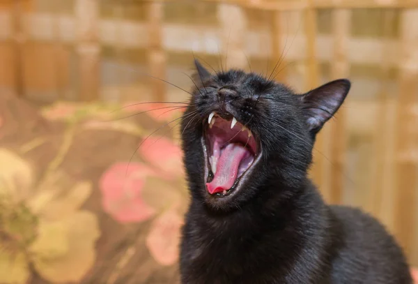 Portrait of yawning black cat with closed eyes.