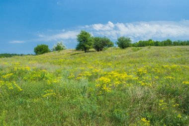Yaz mevsiminin başında vahşi Ukrayna bozkırları. 