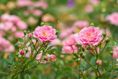 Yaz bahçesinde pembe gül çalılar.