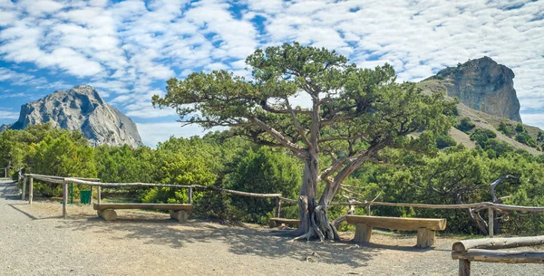 Paisaje Enebro Con Las Montañas Sokol Koba Kaya Fondo Ciudad — Foto de Stock