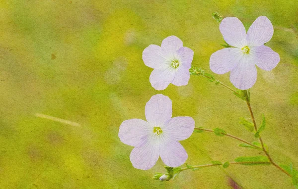 Strukturerad Gammal Pappers Bakgrund Med Vilda Fält Blommor — Stockfoto