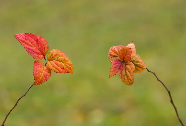 秋の季節に2人の友人 庭の観賞植物 — ストック写真
