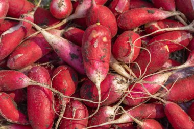 Organik bahçe turp hasat üst görünümü