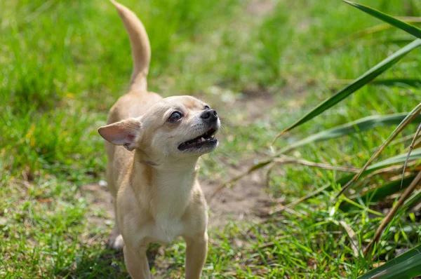 Retrato Aire Libre Chihuahua Cremoso Curioso Mirando Hacia Arriba Hierba —  Fotos de Stock