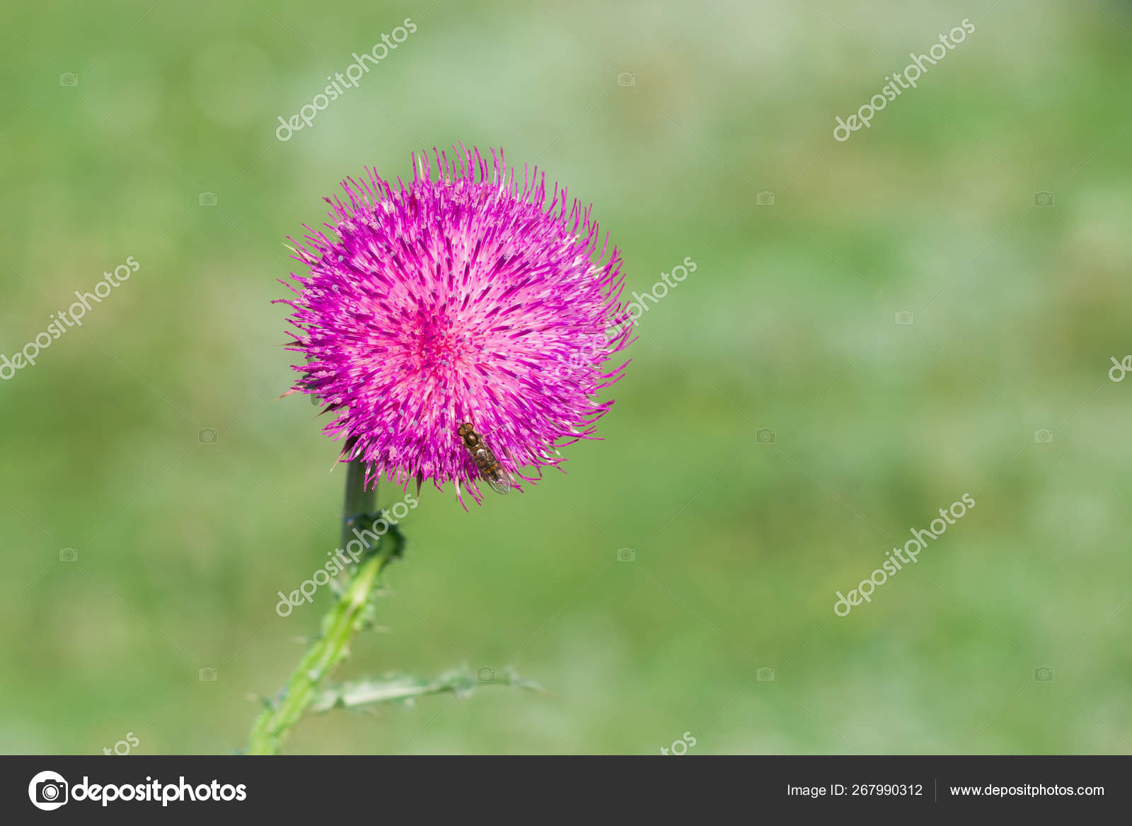 秋の最後の開花時期の孤独なアザミ シルシウム ストック写真 C Yurikr