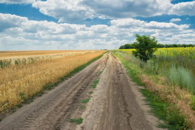 Yaz sezonunda Ukrayna'da tarım alanları arasında Ülke yol.