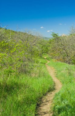 Bahar ormanında yol - Karadağ doğa rezervi, Kırım, Ukrayna.