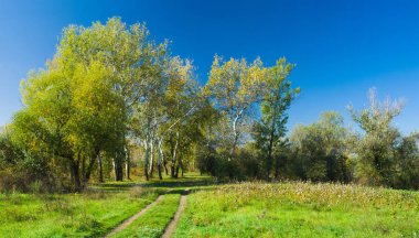 Sonbahar ormanına giden yol.