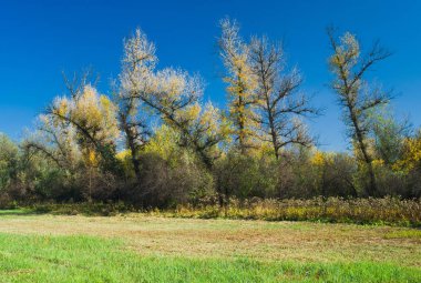 Bir sonbahar çayır üzerinde Ents ağaçlarının Ukrayna versiyonu.